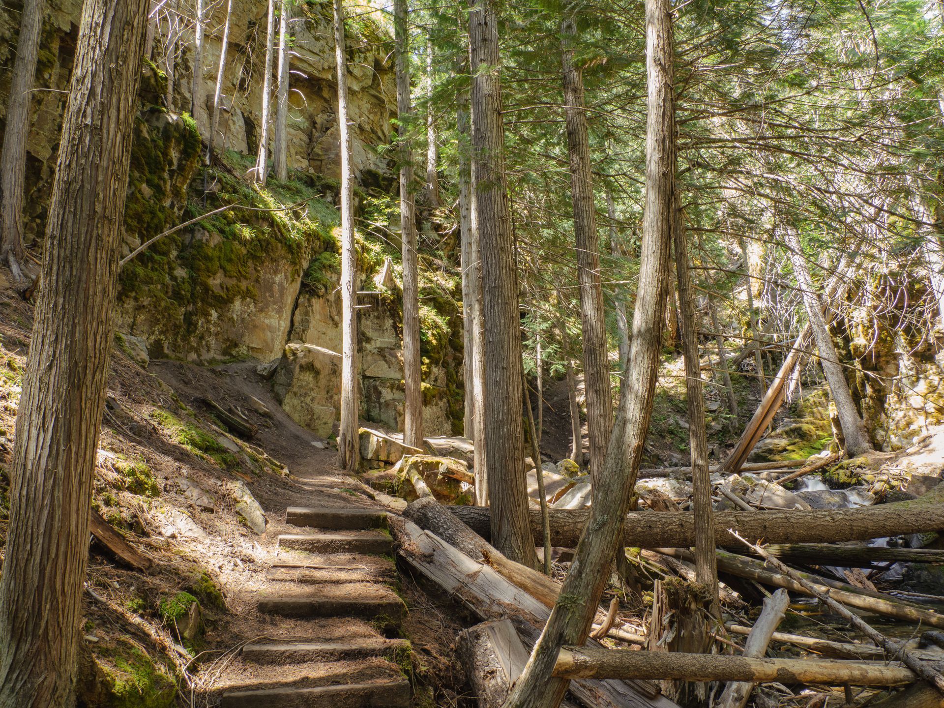 Stone steps ascend a shaded forest trail. Sunlight filters through tall trees, illuminating a rock wall. Stone steps ascend a shaded forest trail. Sunlight filters through tall trees, illuminating a rock wall.