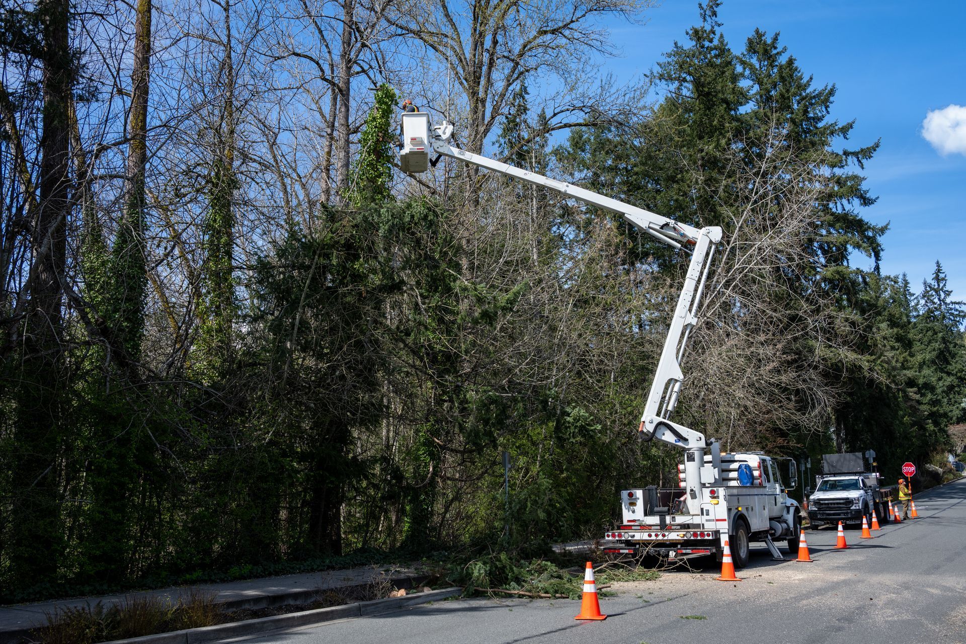A tree service truck with an extended boom cutting tree branches alongside a road. A tree service truck with an extended boom cutting tree branches alongside a road.