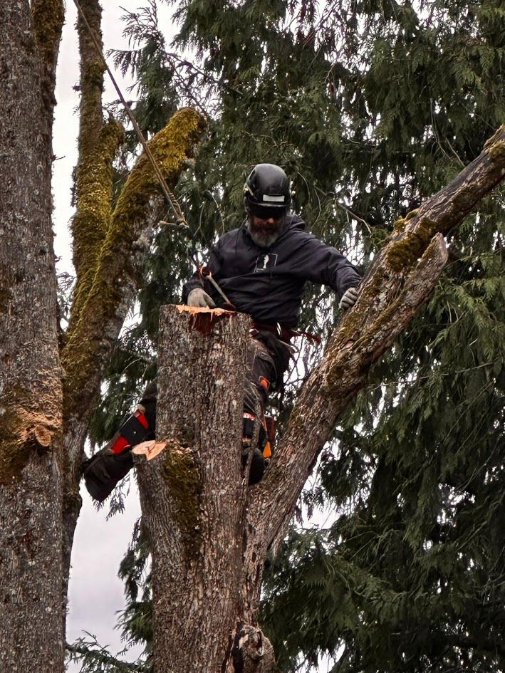 Arborist in a lift, cutting a tree with a cable attached. Blue sky, fall foliage in the background. Arborist in a lift, cutting a tree with a cable attached. Blue sky, fall foliage in the background.