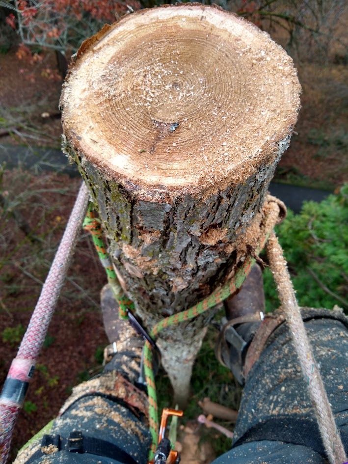 A person cutting a tree trunk, viewed from above. Green and white rope and safety gear are visible. A person cutting a tree trunk, viewed from above. Green and white rope and safety gear are visible.
