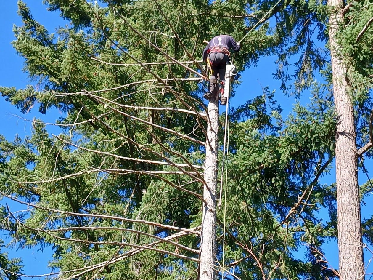 Arborist in a tall tree, using ropes to cut branches against a blue sky. Arborist in a tall tree, using ropes to cut branches against a blue sky.