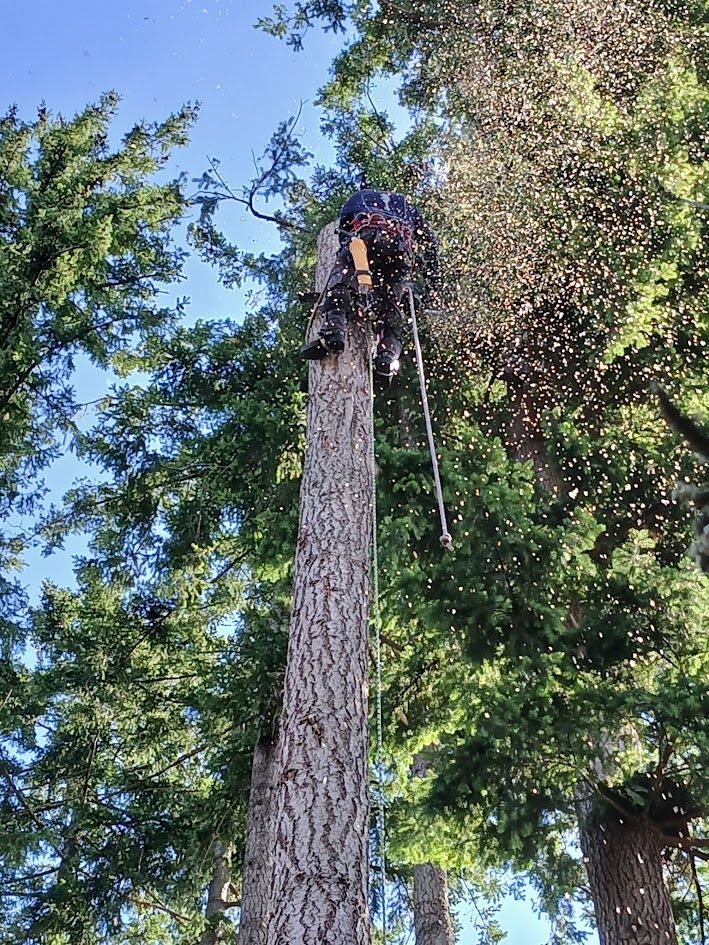 Arborist cutting tree trunk. Wood chips fly. Blue sky, green trees. Arborist cutting tree trunk. Wood chips fly. Blue sky, green trees.