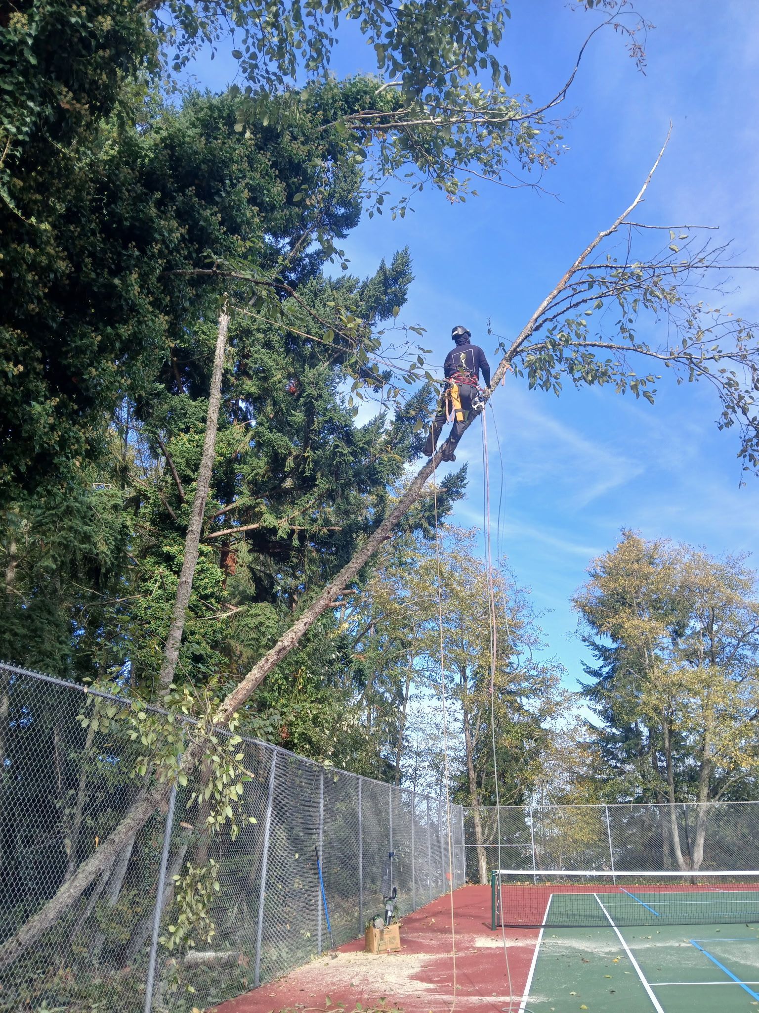 Arborist wearing safety gear using a chainsaw to trim a tree branch under a blue sky. Arborist wearing safety gear using a chainsaw to trim a tree branch under a blue sky.