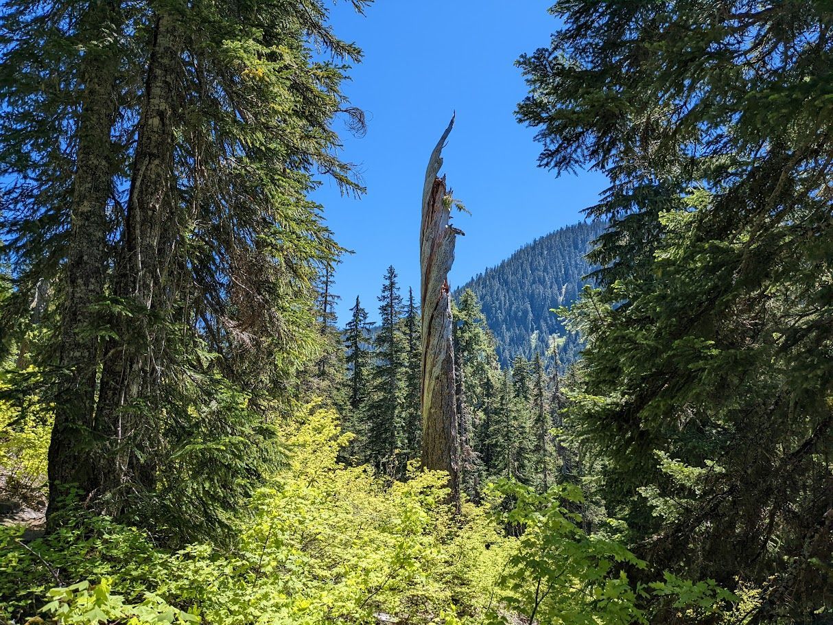 Arborist in a tall tree, using ropes to cut branches against a blue sky. Arborist in a tall tree, using ropes to cut branches against a blue sky.