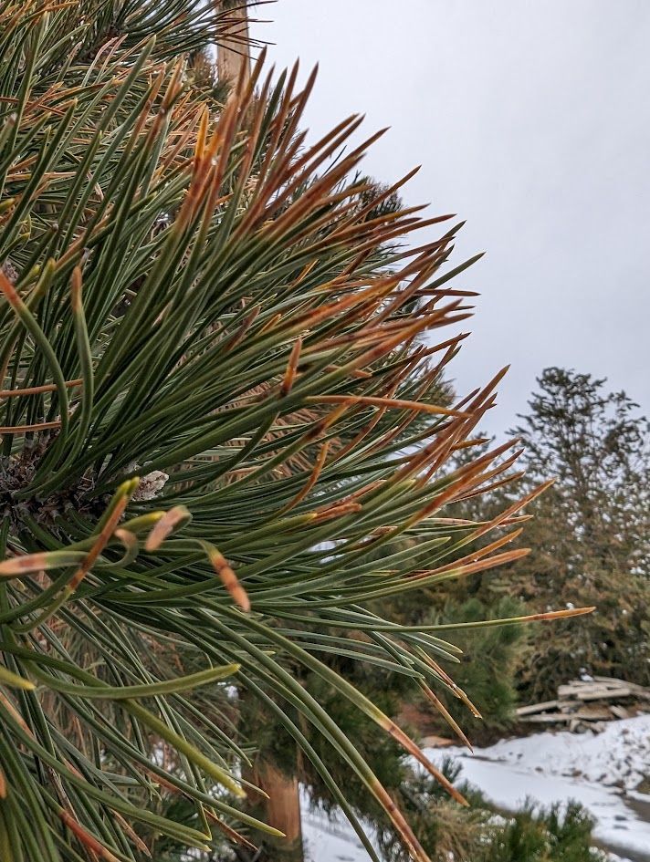 Close-up of pine needles with new growth in shades of green and brown, with snowy background. Close-up of pine needles with new growth in shades of green and brown, with snowy background.
