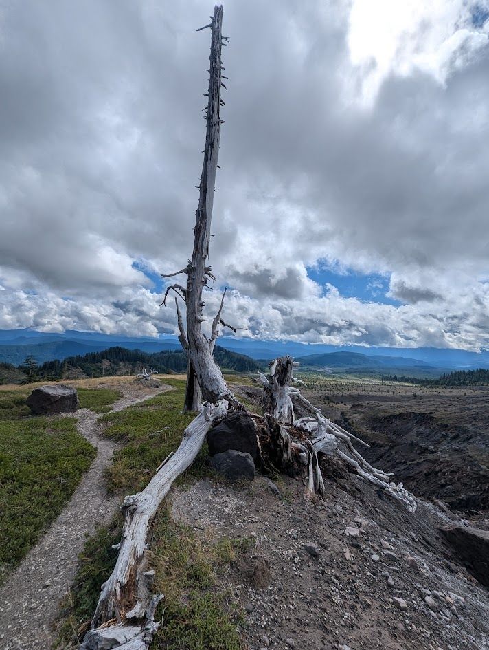 Dead tree stands on a hillside, cloudy sky above a distant landscape. Dead tree stands on a hillside, cloudy sky above a distant landscape.