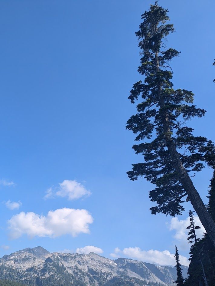 Tall evergreen tree against a blue sky with clouds, overlooking a mountain range. Tall evergreen tree against a blue sky with clouds, overlooking a mountain range.