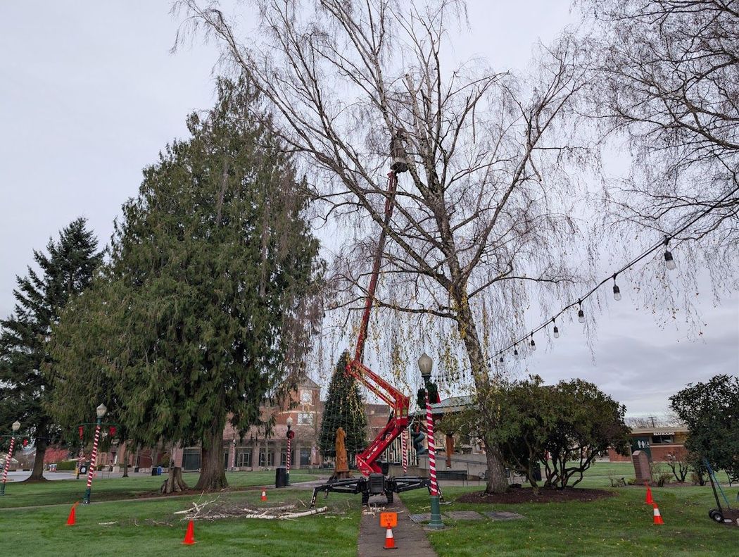 A red lift truck trimming a bare tree in a park under a cloudy sky. A red lift truck trimming a bare tree in a park under a cloudy sky.