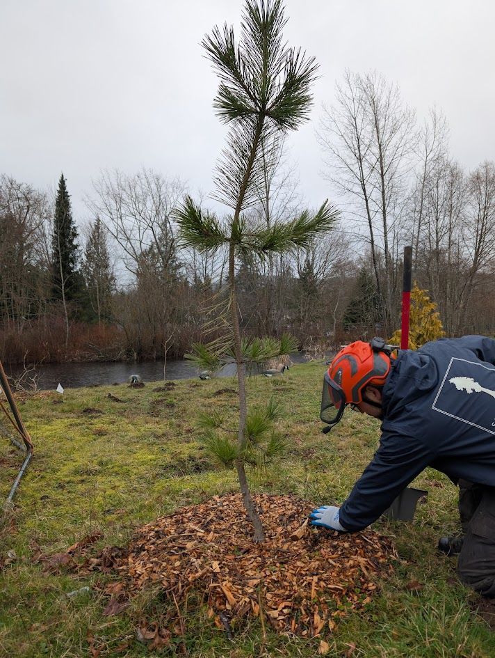 Person mulches around a young pine tree on a grassy area near a body of water. Person mulches around a young pine tree on a grassy area near a body of water.