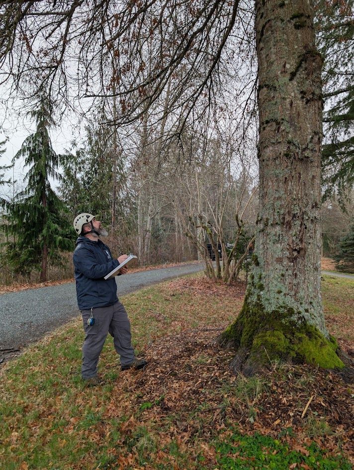Arborist in a tall tree, using ropes to cut branches against a blue sky. Arborist in a tall tree, using ropes to cut branches against a blue sky.