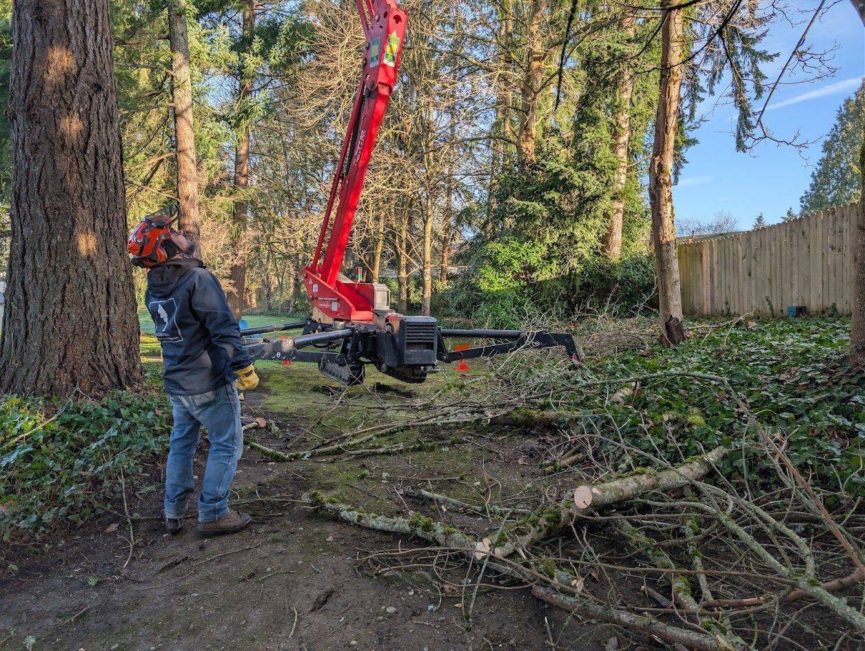 Arborist in a tall tree, using ropes to cut branches against a blue sky. Arborist in a tall tree, using ropes to cut branches against a blue sky.