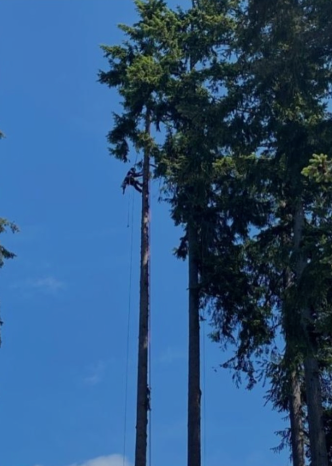 Arborist in a tall evergreen tree, cutting branches with a clear blue sky background. Arborist in a tall evergreen tree, cutting branches with a clear blue sky background.