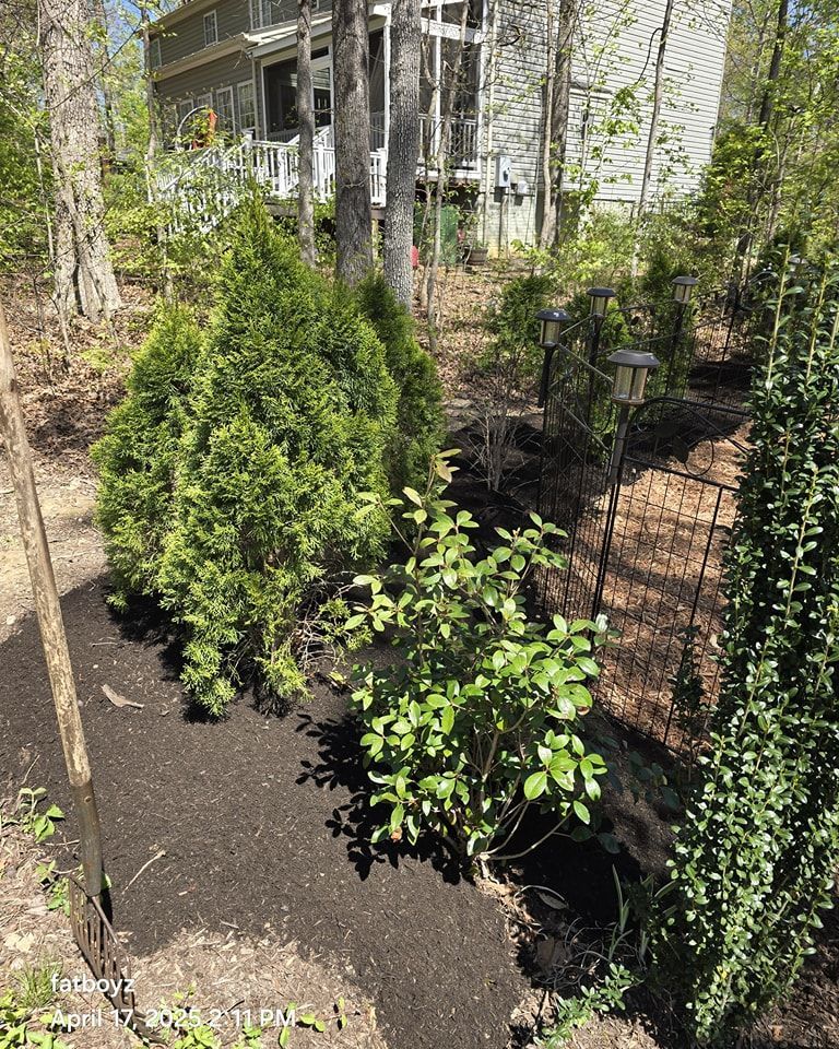 Young evergreen shrubs in garden beds beside a house and trees in spring sunlight