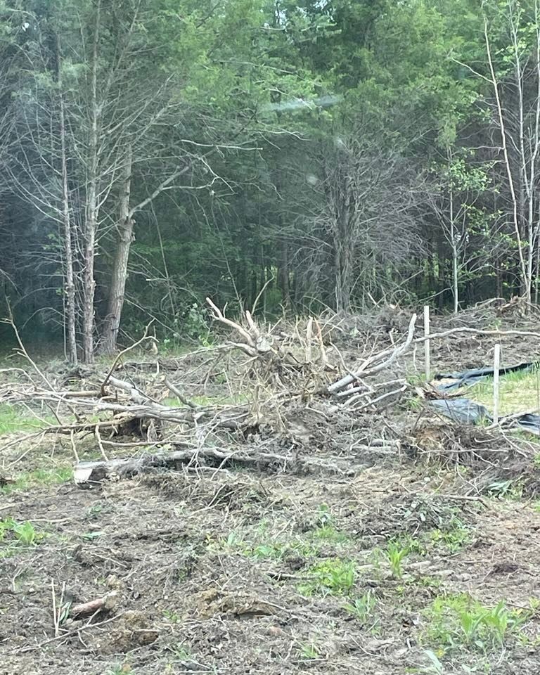 Cleared forest patch with brush piles and tree stumps at the edge of woods