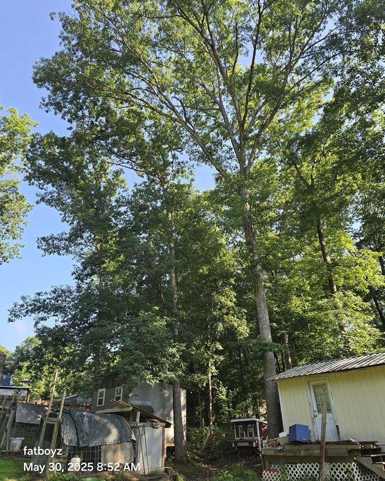Tall trees shade a yard with small houses and a blue sky in the background.