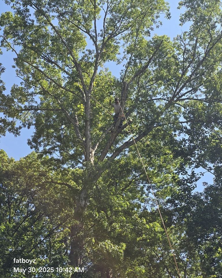 Tall leafy green tree canopy against a bright blue sky, with sunlight filtering through the branches.
