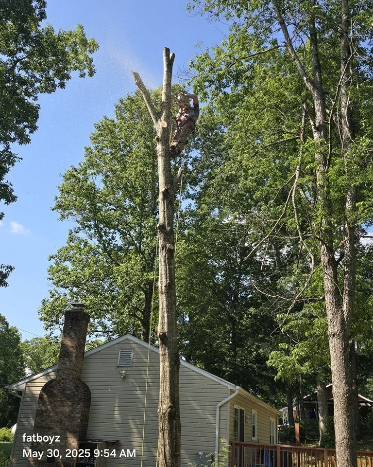 Workers trimming a tall tree beside a house on a sunny day.