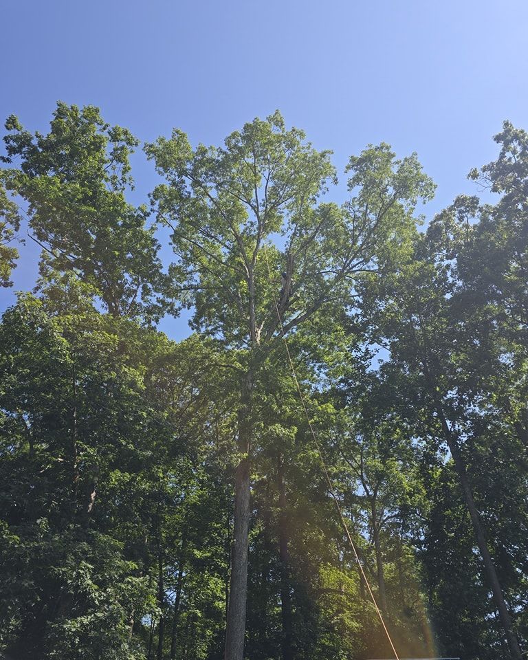 Tall trees with green leaves against a clear blue sky, with sunlight streaming through the canopy.