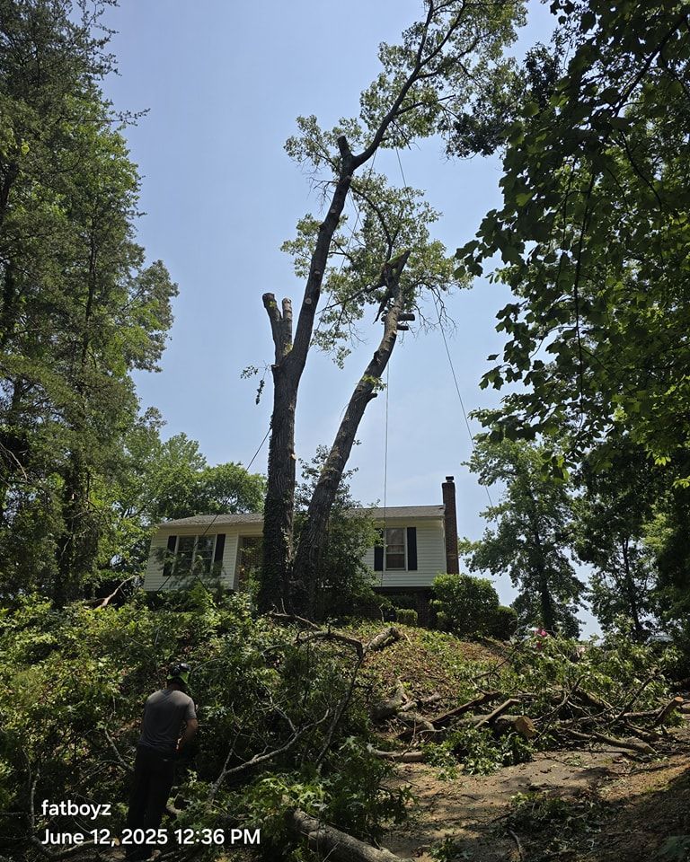 Large tree being cut down beside a house, with a worker in the foreground and cut branches on the ground.