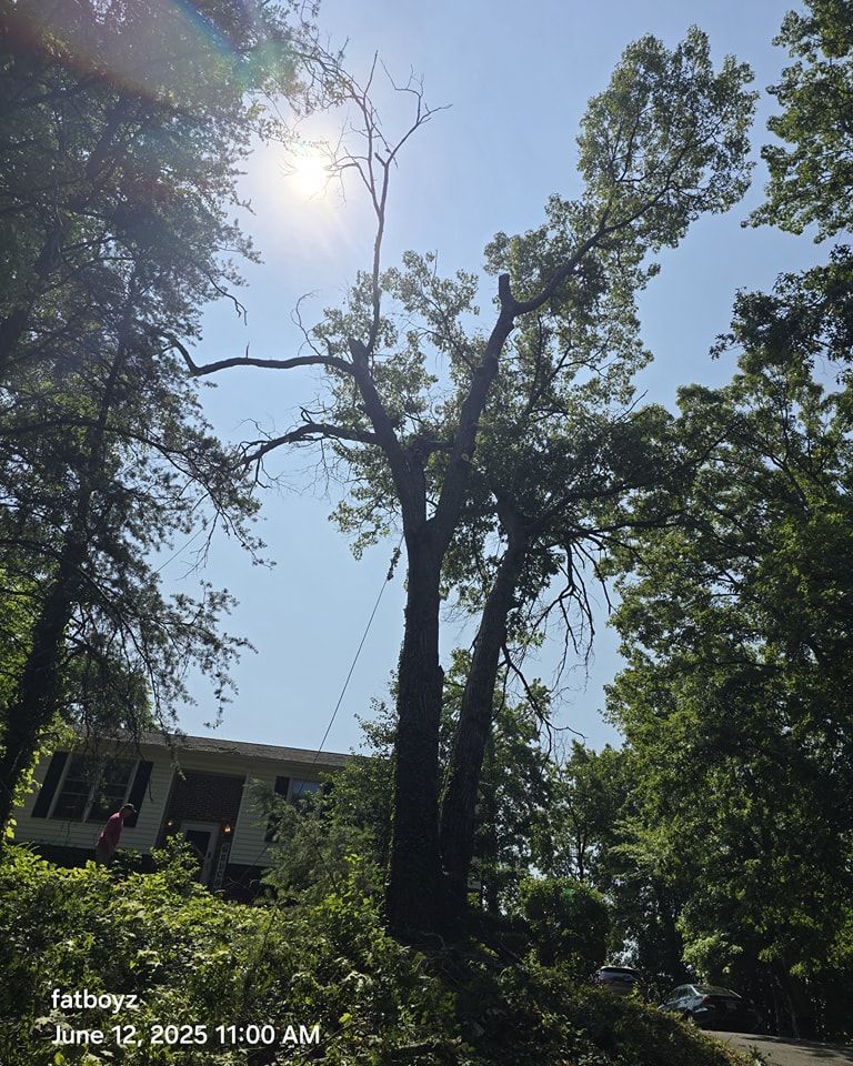 Sunlit tall tree against blue sky above a house and dense greenery in a wooded yard