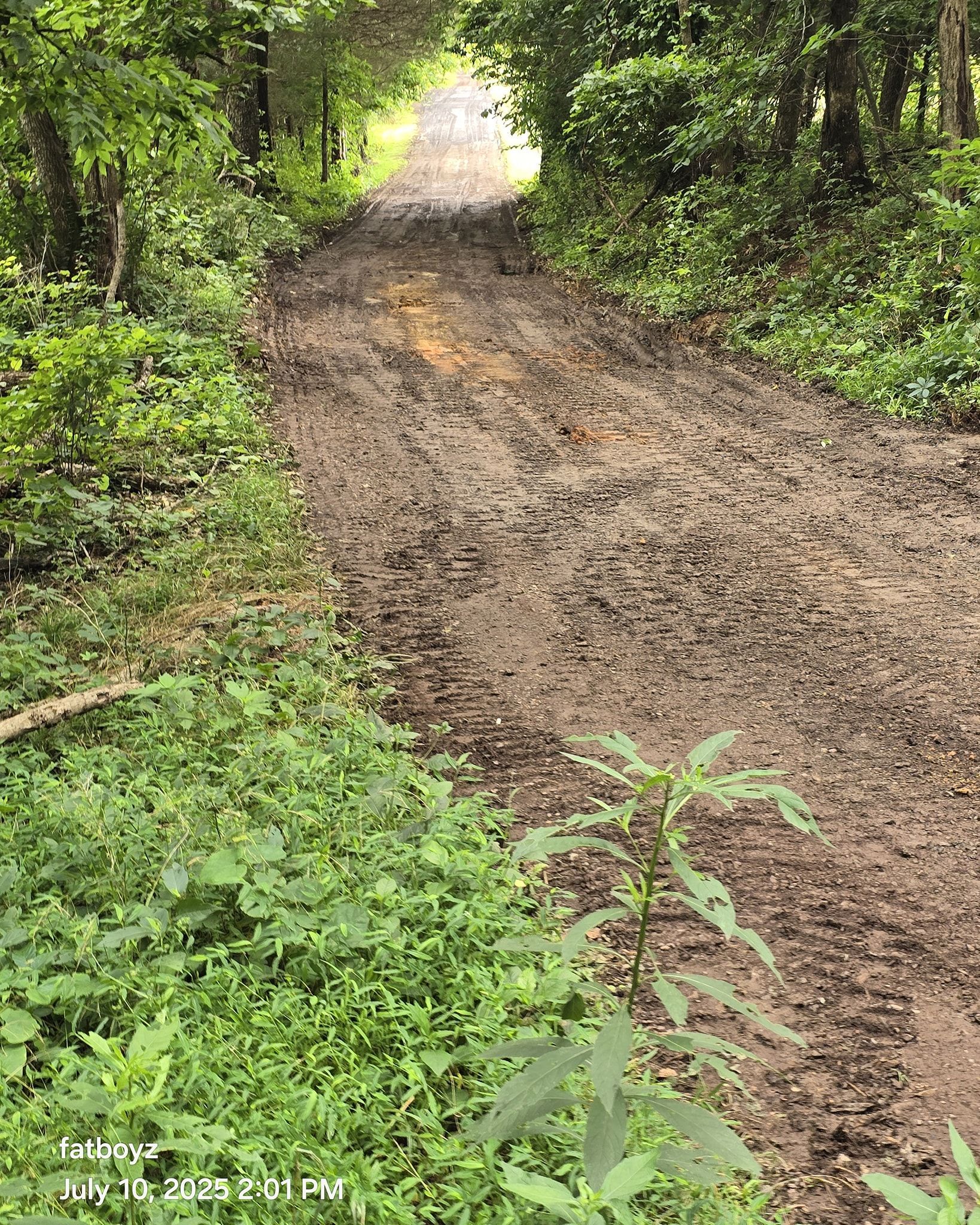 Muddy dirt road winding through dense green forest vegetation