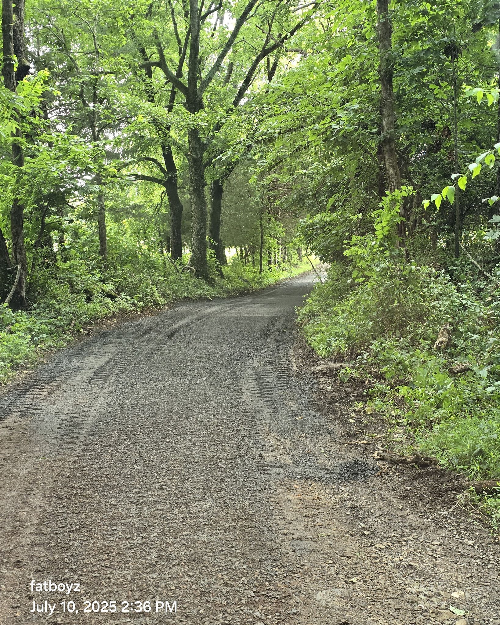 Gravel path curving through a lush green forest under tall trees