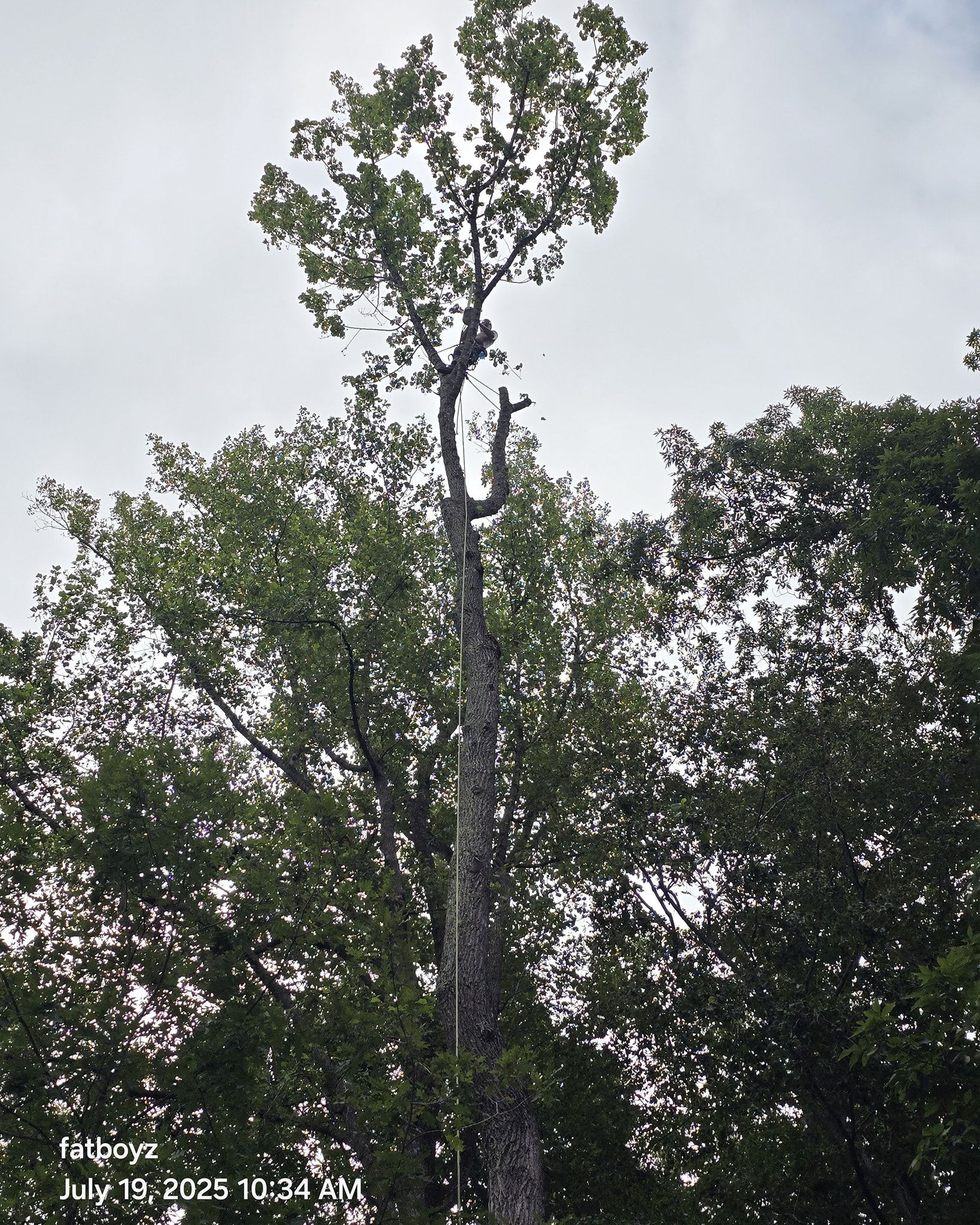 Tall tree rising above dense green foliage under a cloudy sky