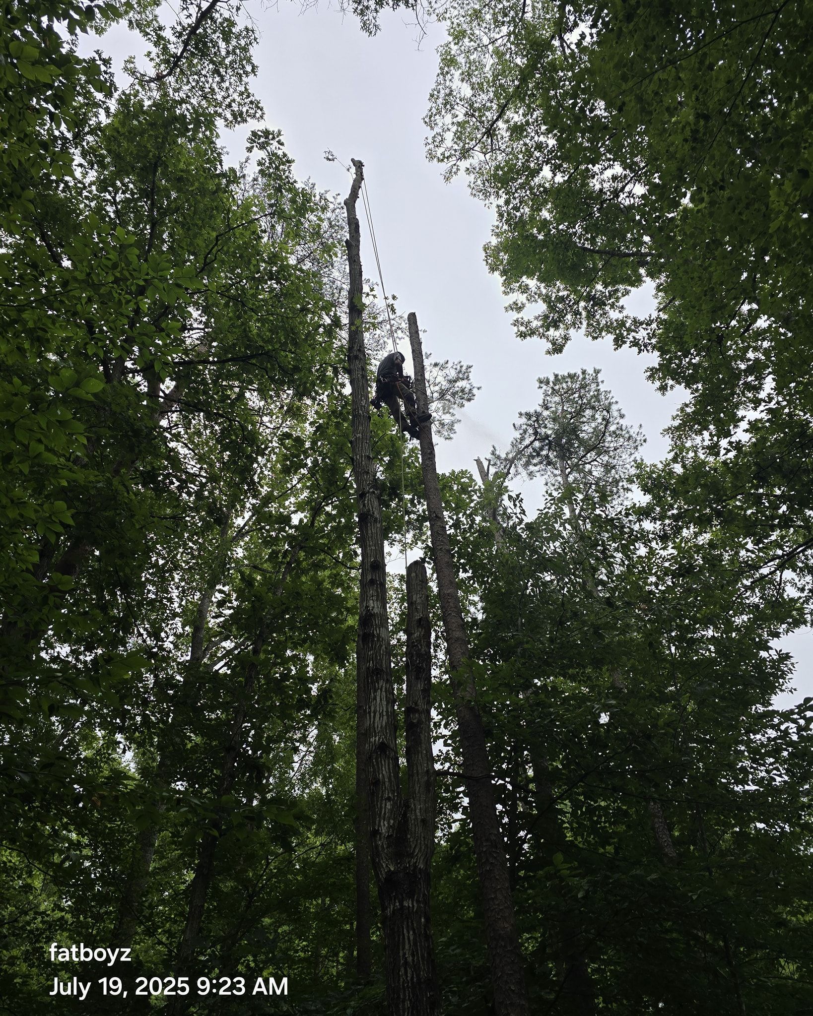 Tall metal pole or cell tower rising above dense green trees, viewed from below.