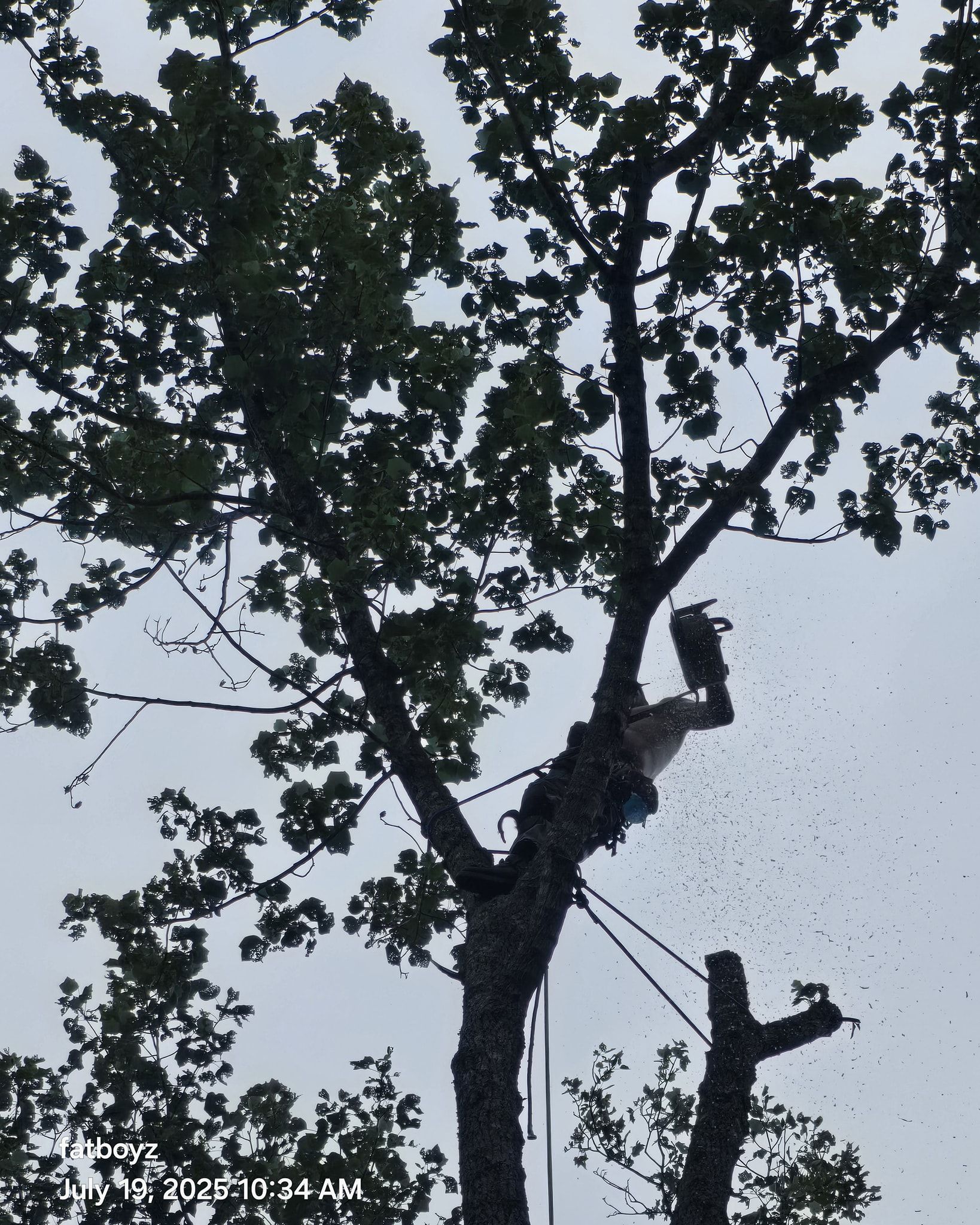 A person climbing a tree near power lines against a gray sky.