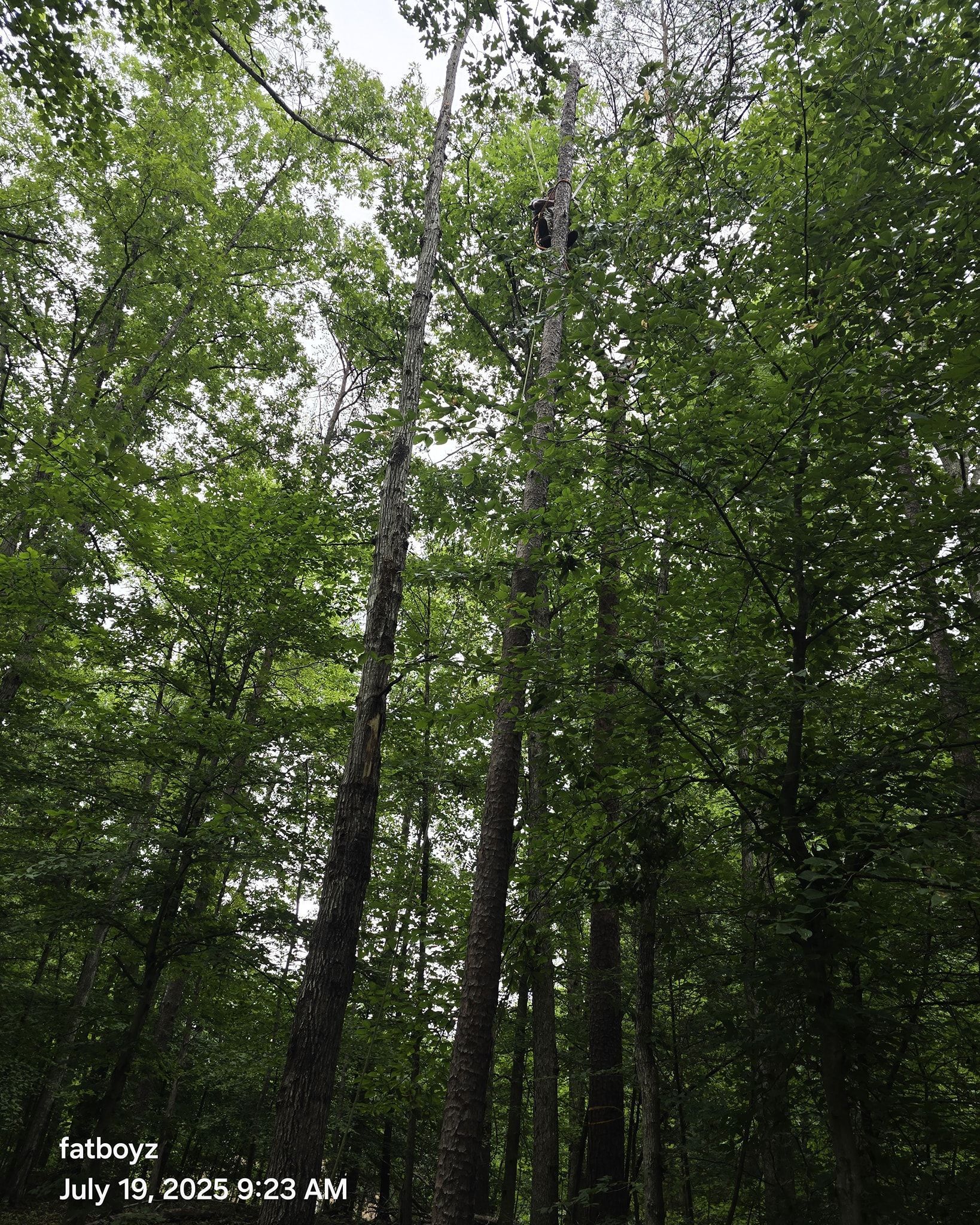 Dense green forest with tall, thin trees reaching upward under an overcast sky