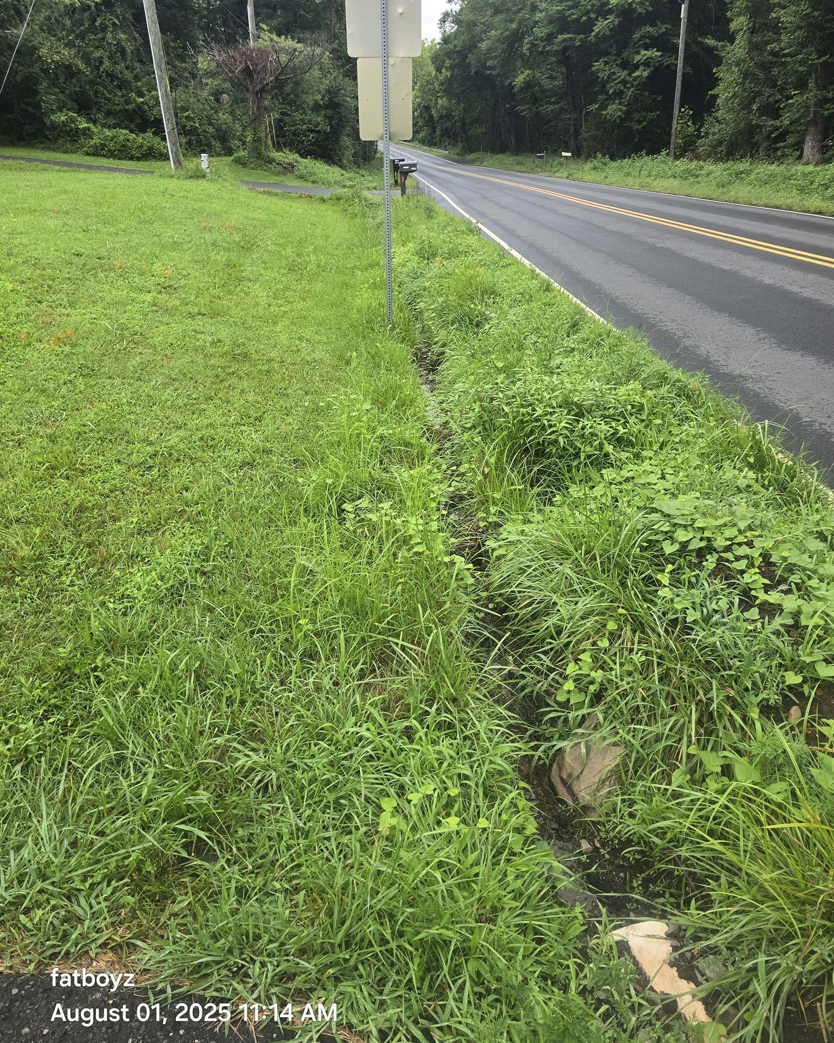 Grassy roadside beside a wet two-lane road bordered by trees and a utility pole.