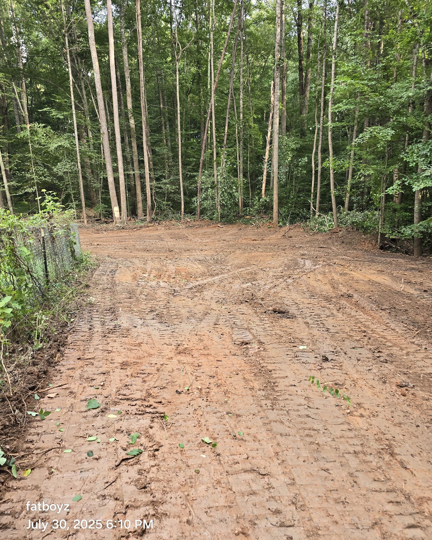 Dirt trail through a green wooded forest with slender trees and patches of sunlight