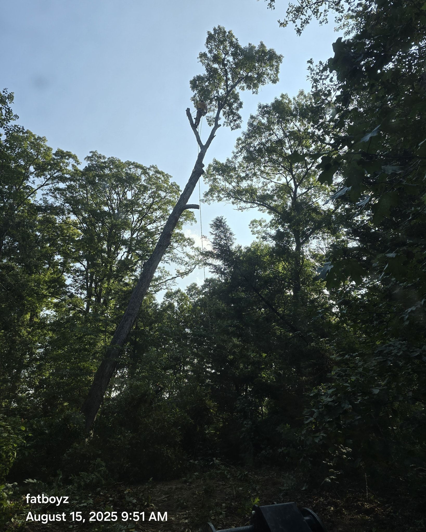 Dense green forest canopy with one tall, leaning tree against a pale sky.