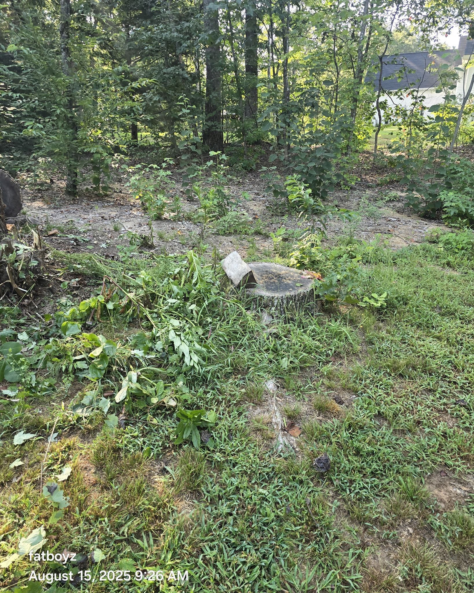 Small gray cat walking through dense green groundcover in a wooded yard