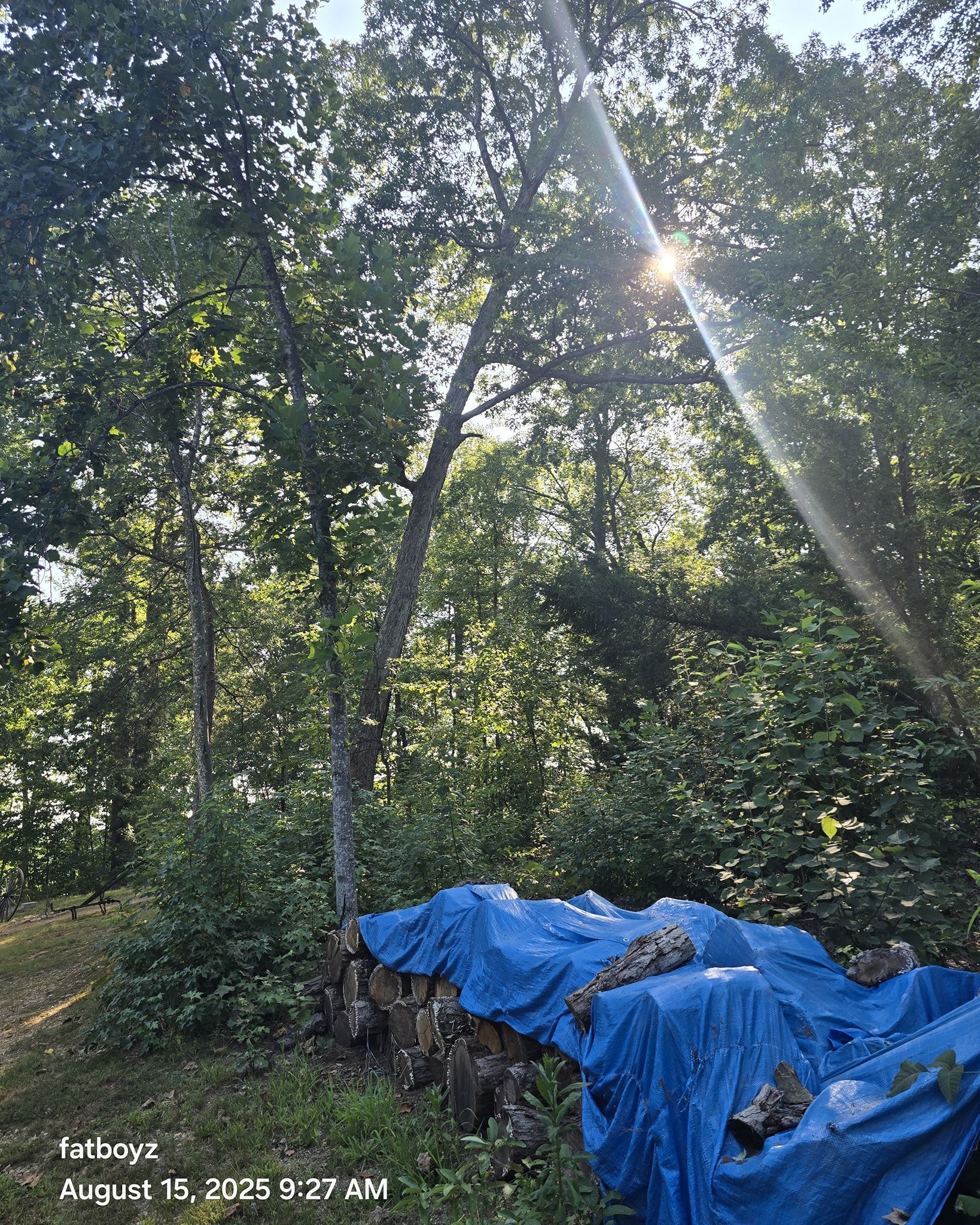 Forest clearing with a blue tarp-covered pile beneath tall trees and sunlight filtering through the canopy