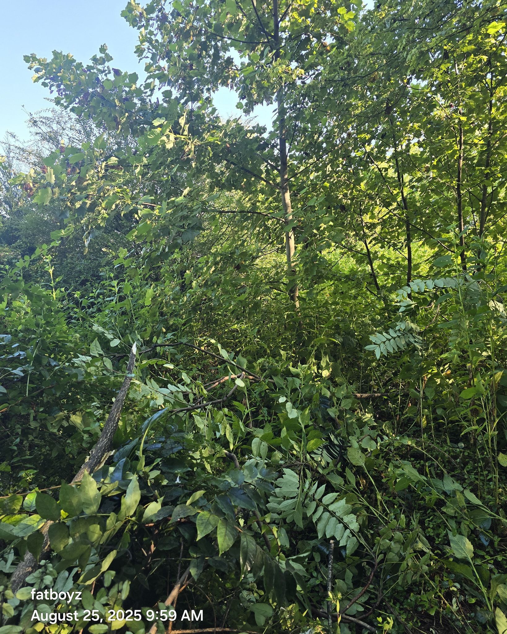 Dense green woodland with sunlit trees and thick undergrowth