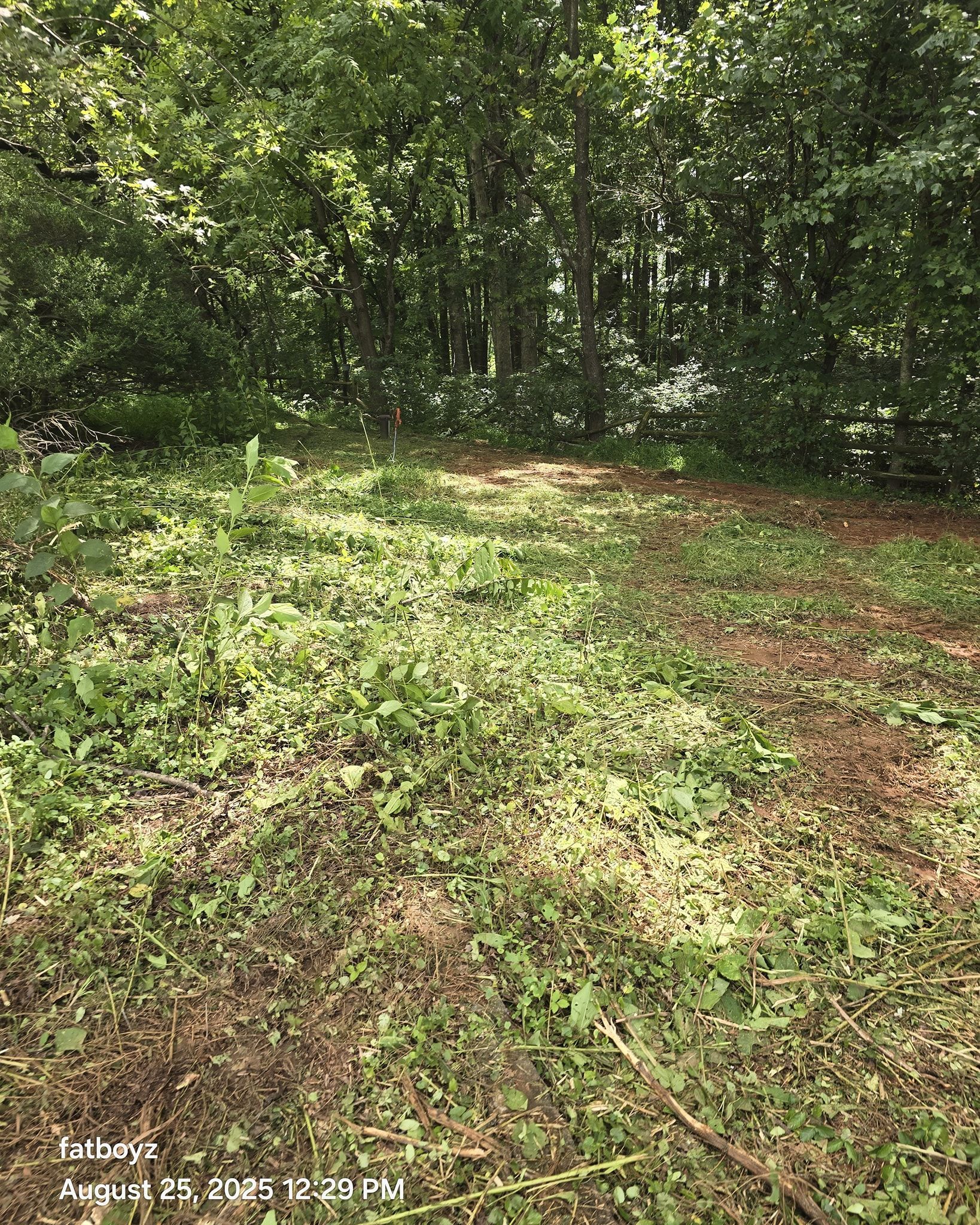 Wooded trail with sunlit ground cover and dense green trees surrounding a clearing