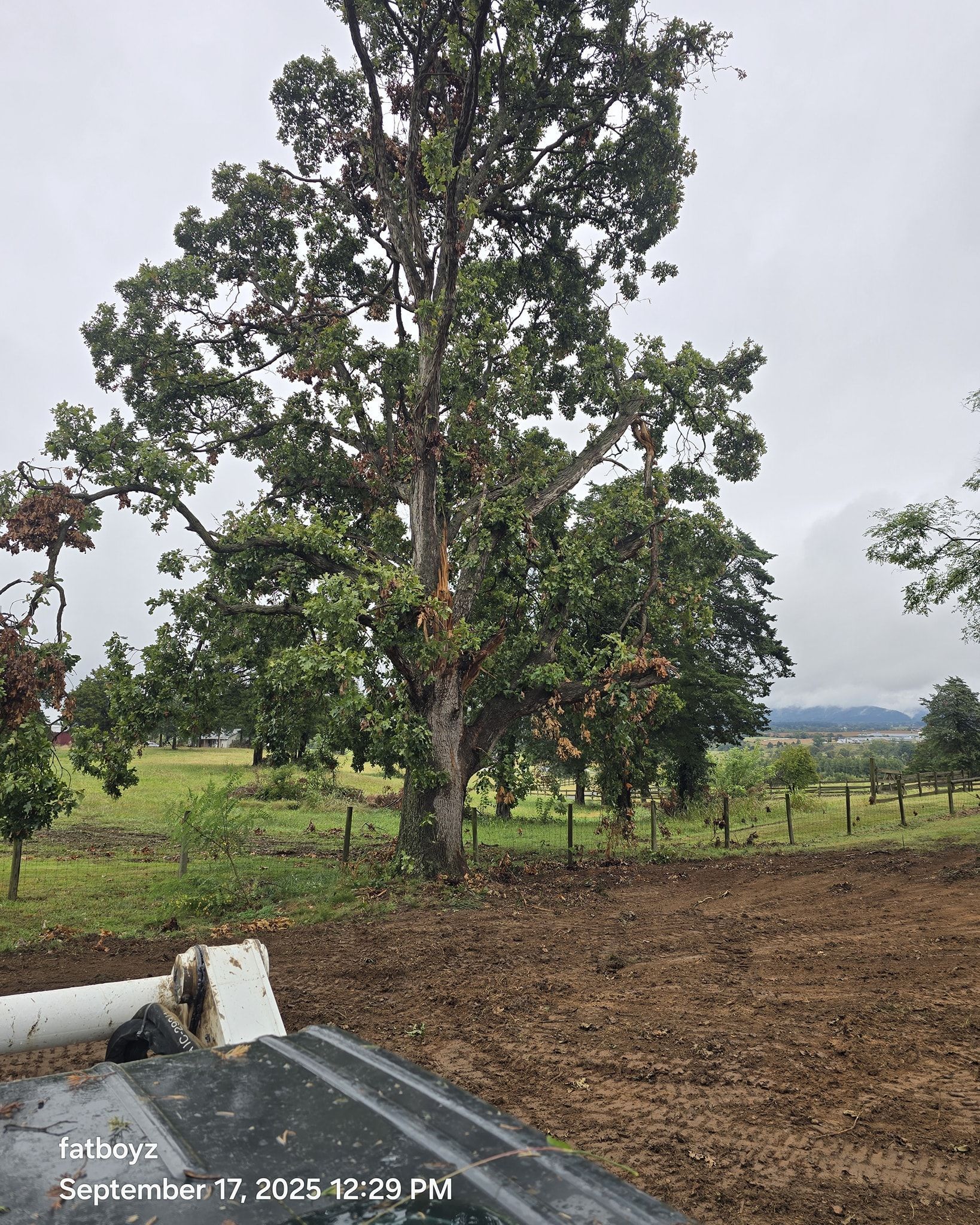 Tall tree in a muddy field under an overcast sky, with a fence and distant hills.