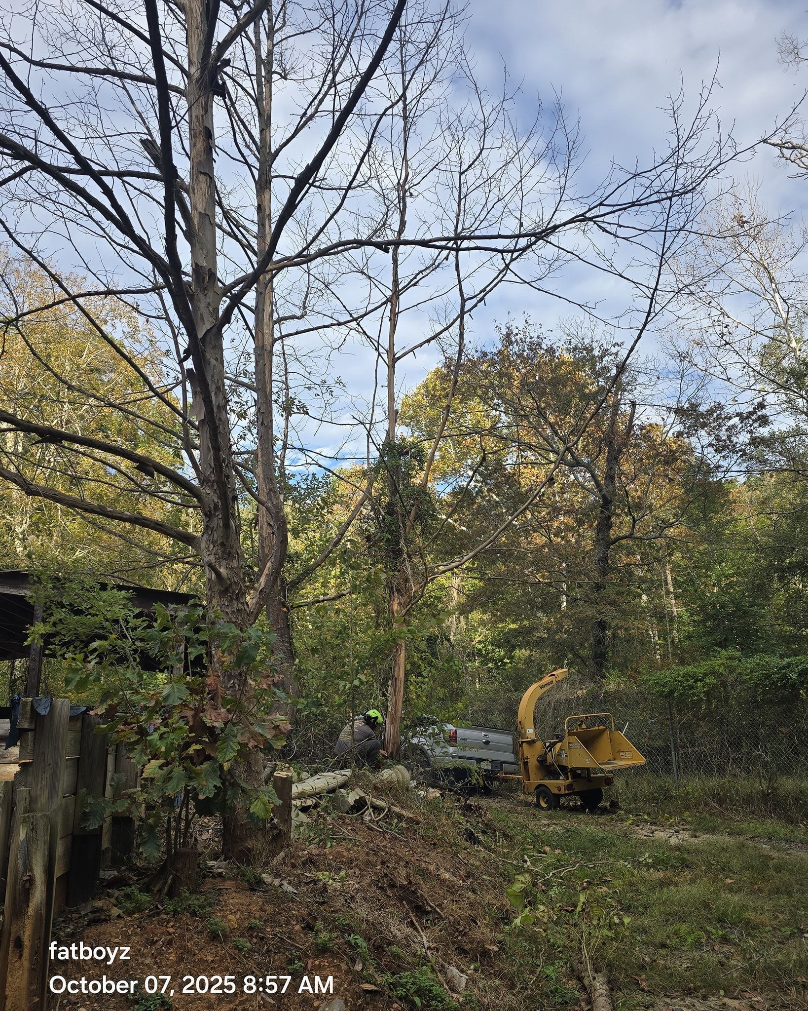 Autumn wooded yard with trees, rocks, and a yellow excavator among green shrubs.