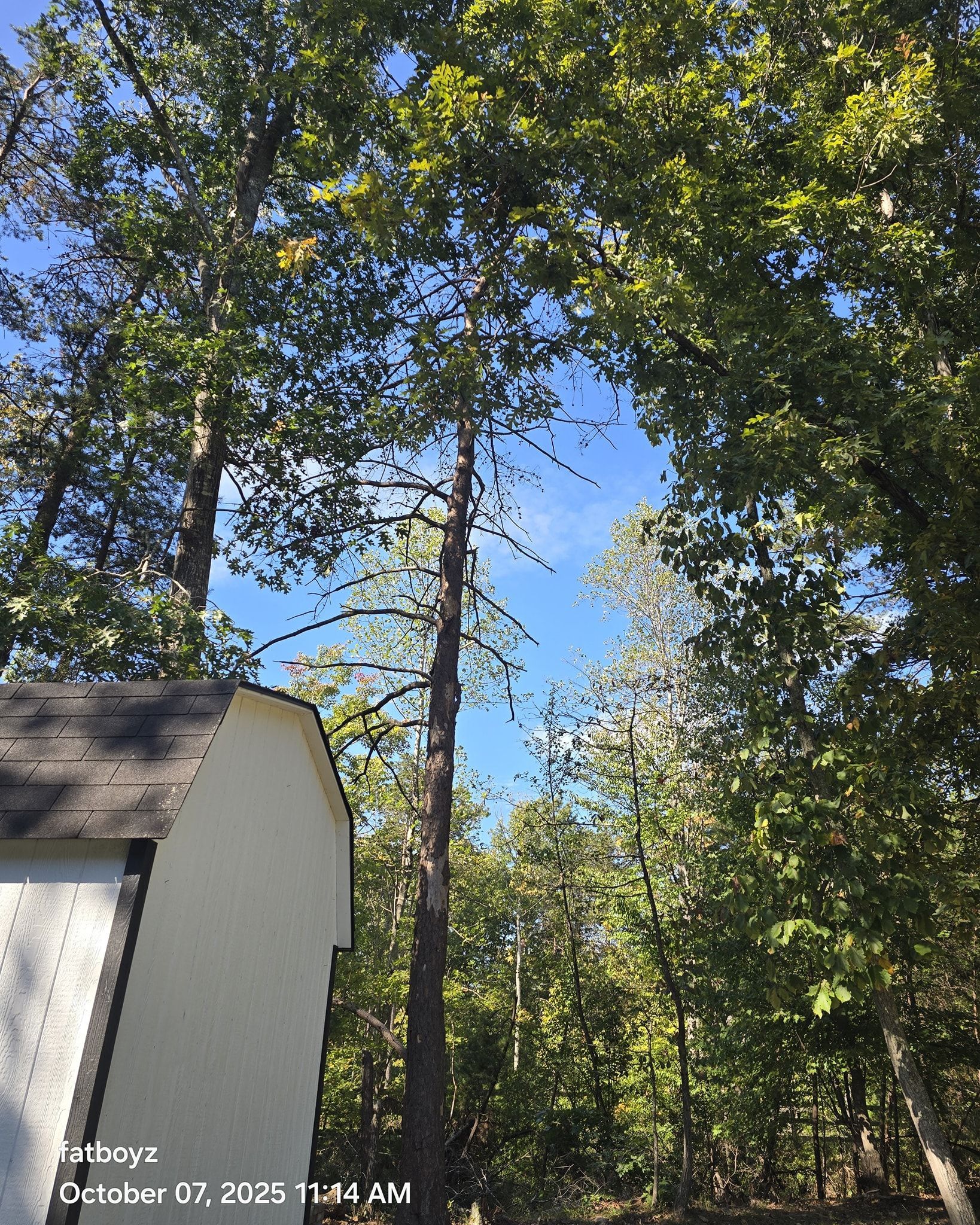 Tall trees over a small white building in a wooded area under a bright blue sky.