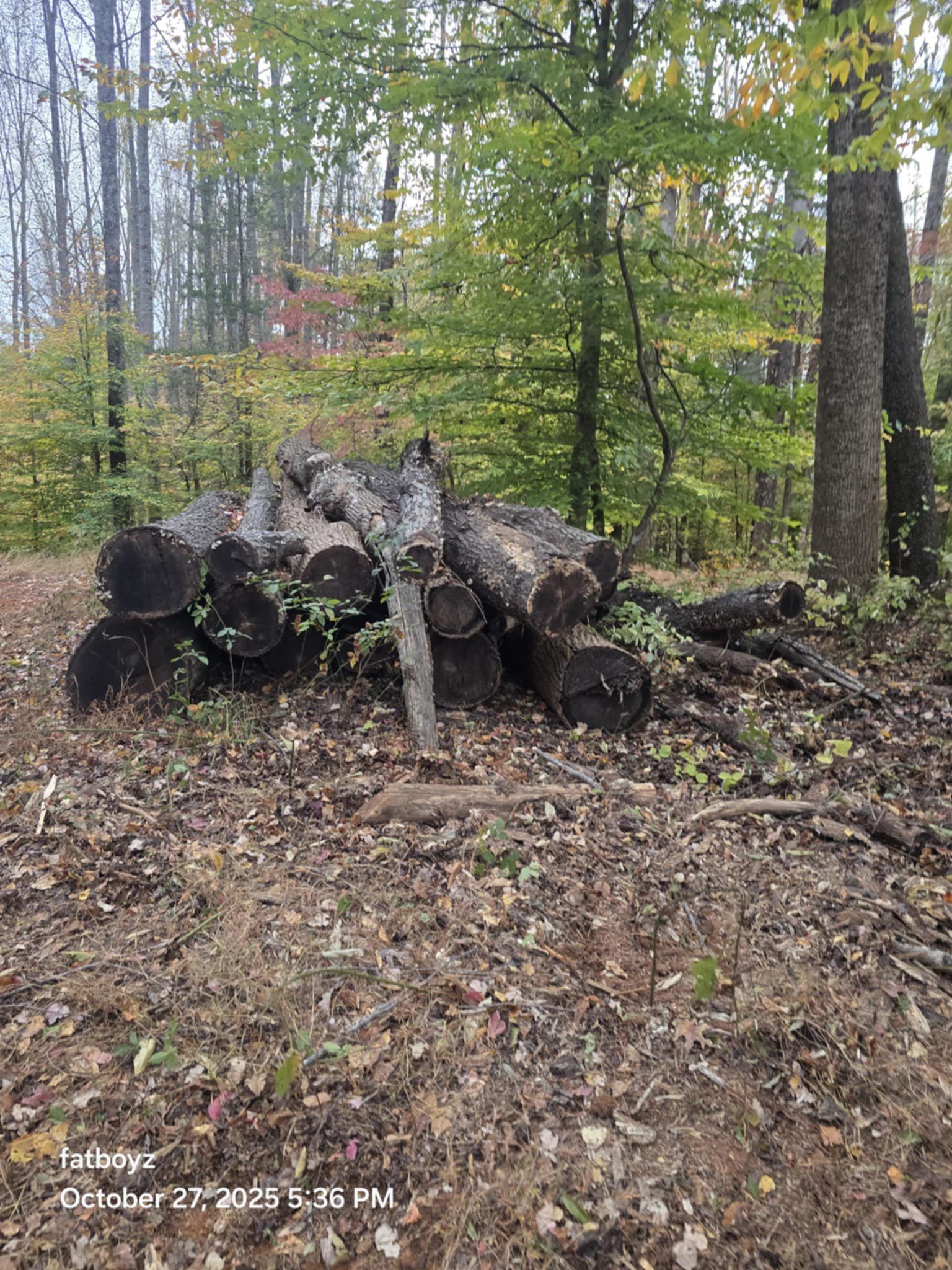 Cut logs stacked in a wooded forest clearing with fallen leaves and trees in the background