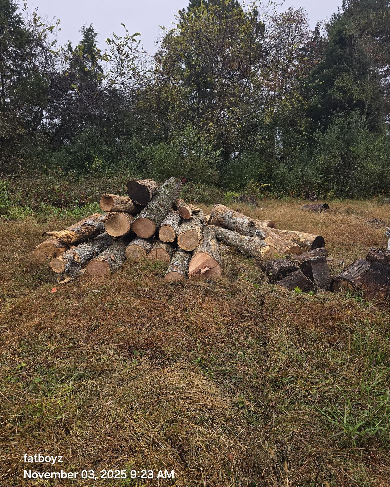 Small pile of cut logs and branches in a dry grassy clearing with trees in the background