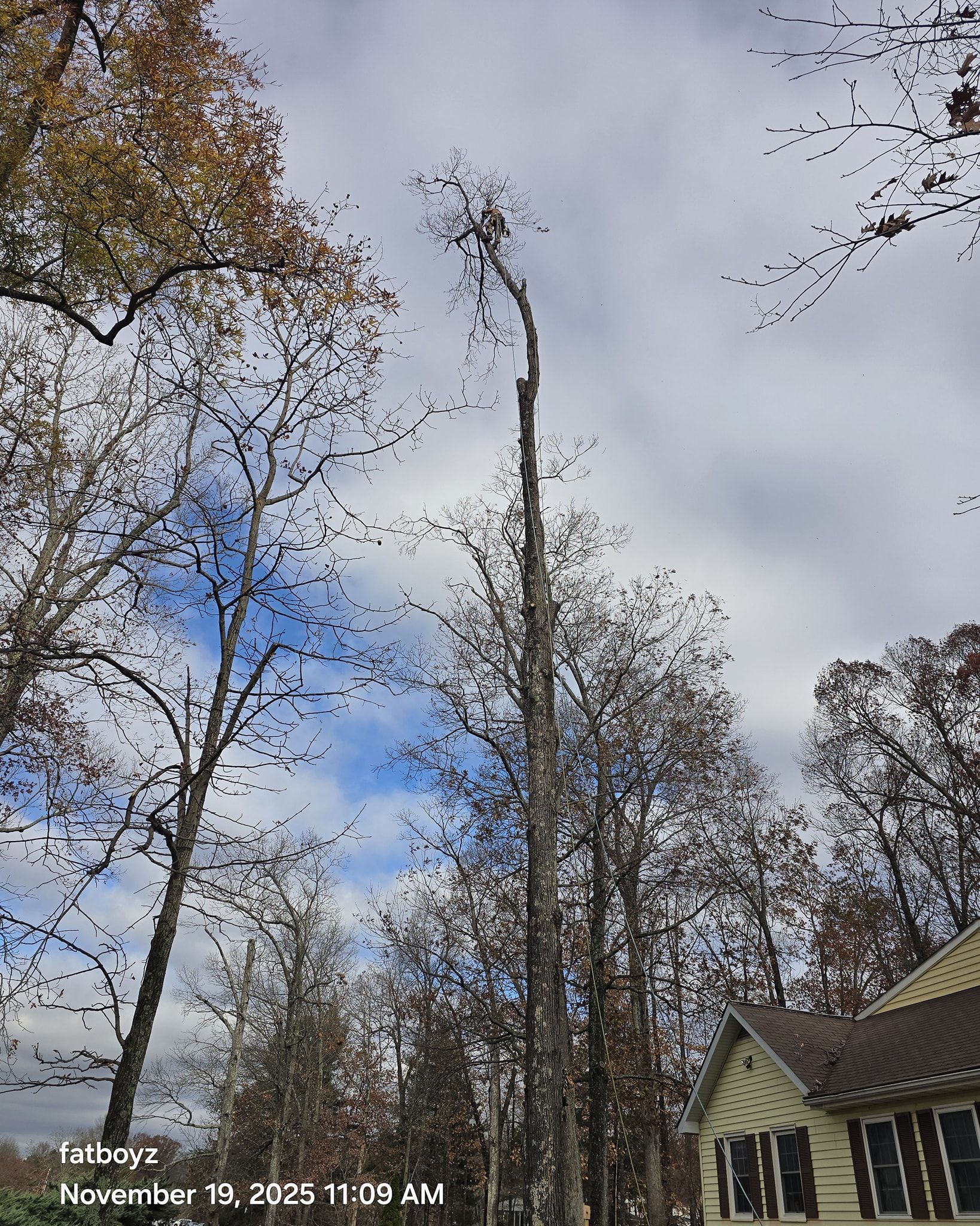 Tall leafless trees against a cloudy sky, with part of a house visible at right.