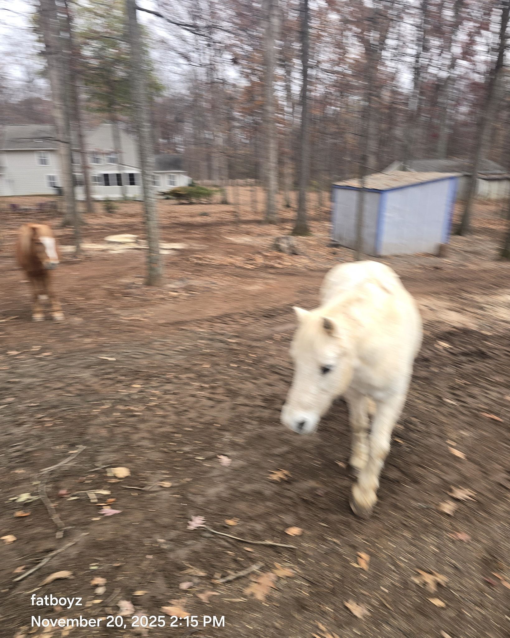 White pony walking in a muddy yard with a brown dog and a small shed in the background