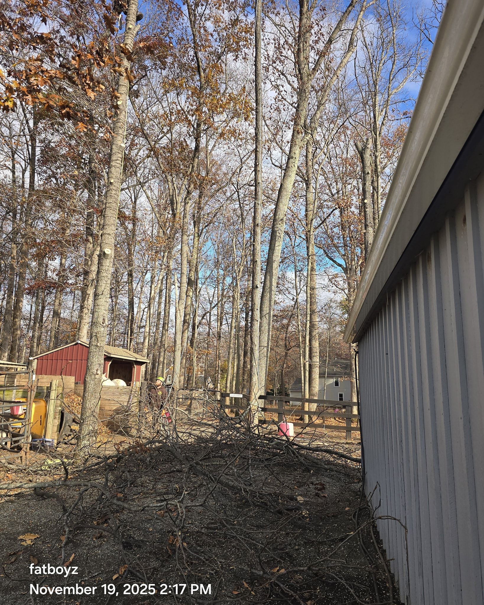 Wooded yard with tall bare trees, a red-roofed shed, and a gray building wall on the right.