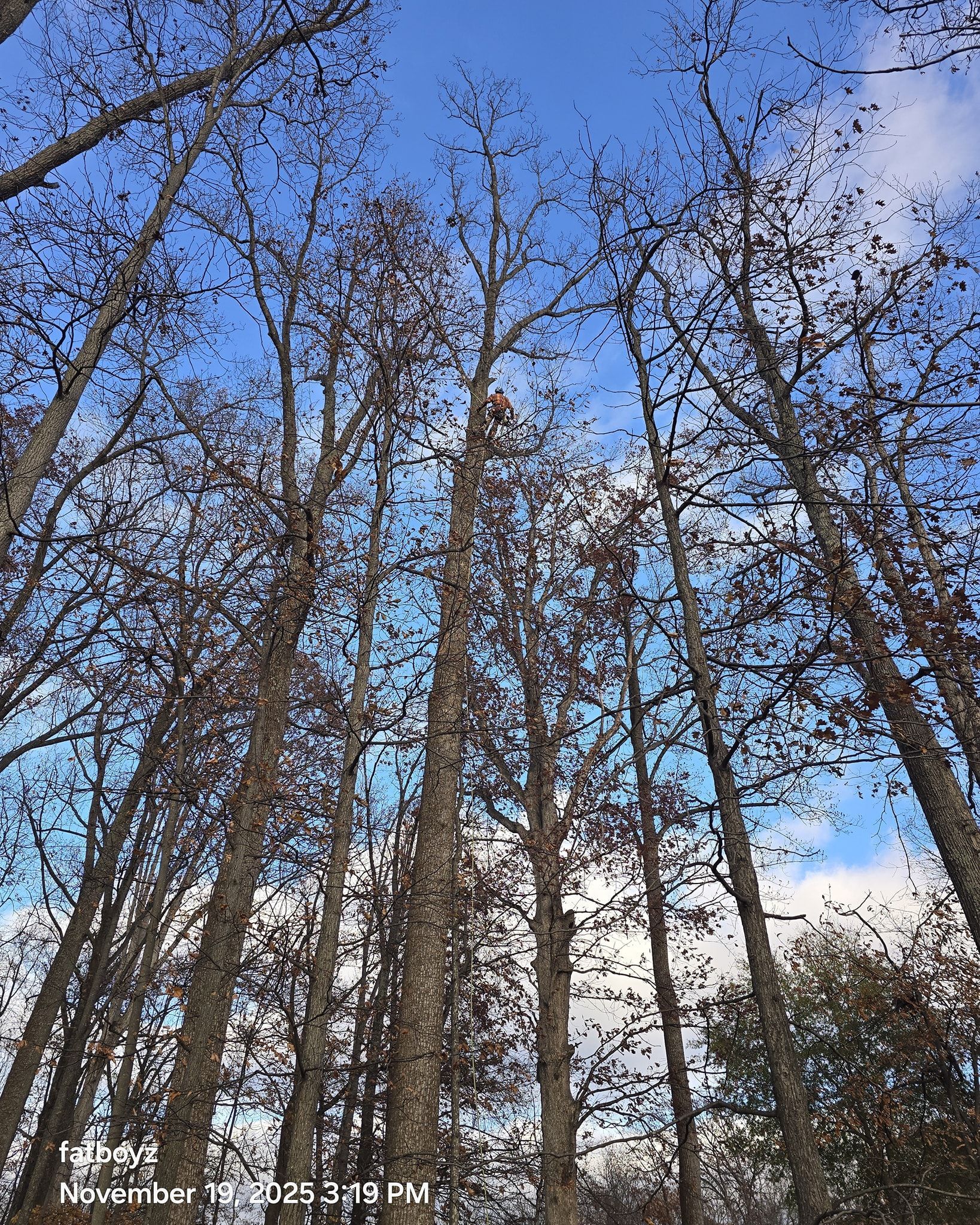 Tall bare trees reaching into a blue sky with scattered clouds in a forest.