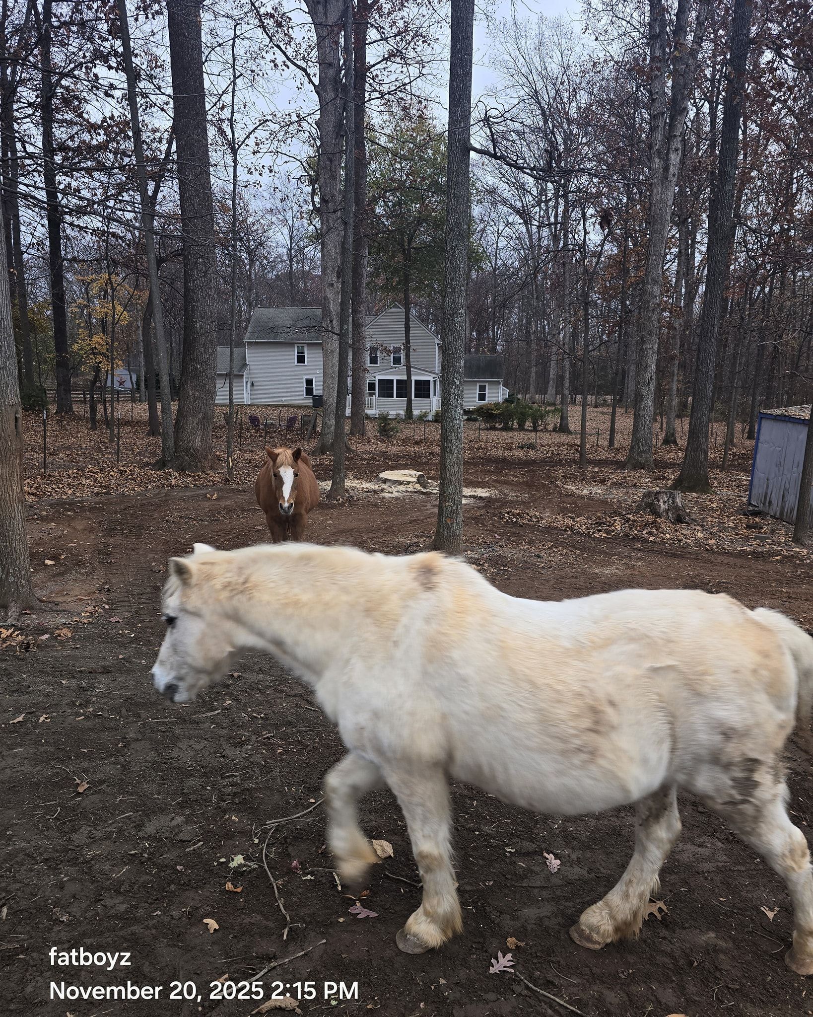 White horse standing on a muddy wooded path near a house.