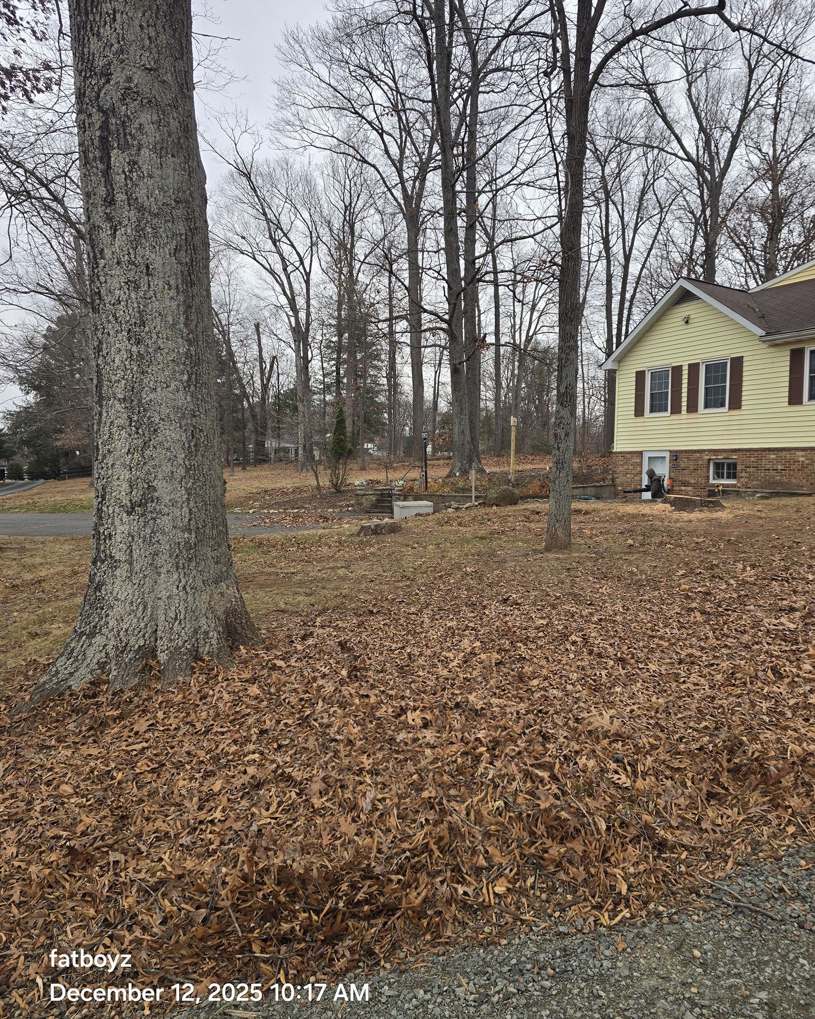 Leaf-covered yard with tall bare trees and a pale yellow house on the right