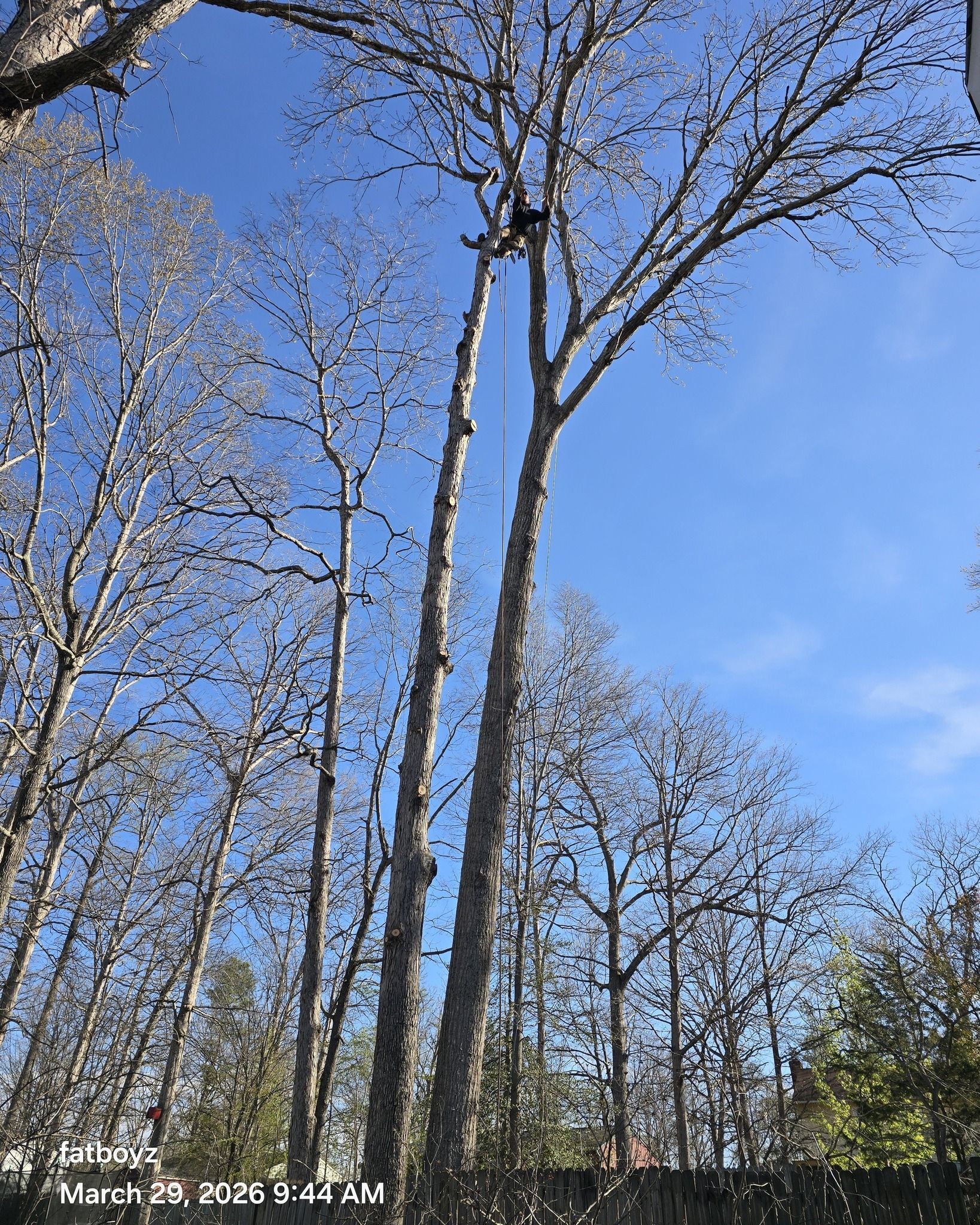 Tall leafless trees against a bright blue sky on a clear day