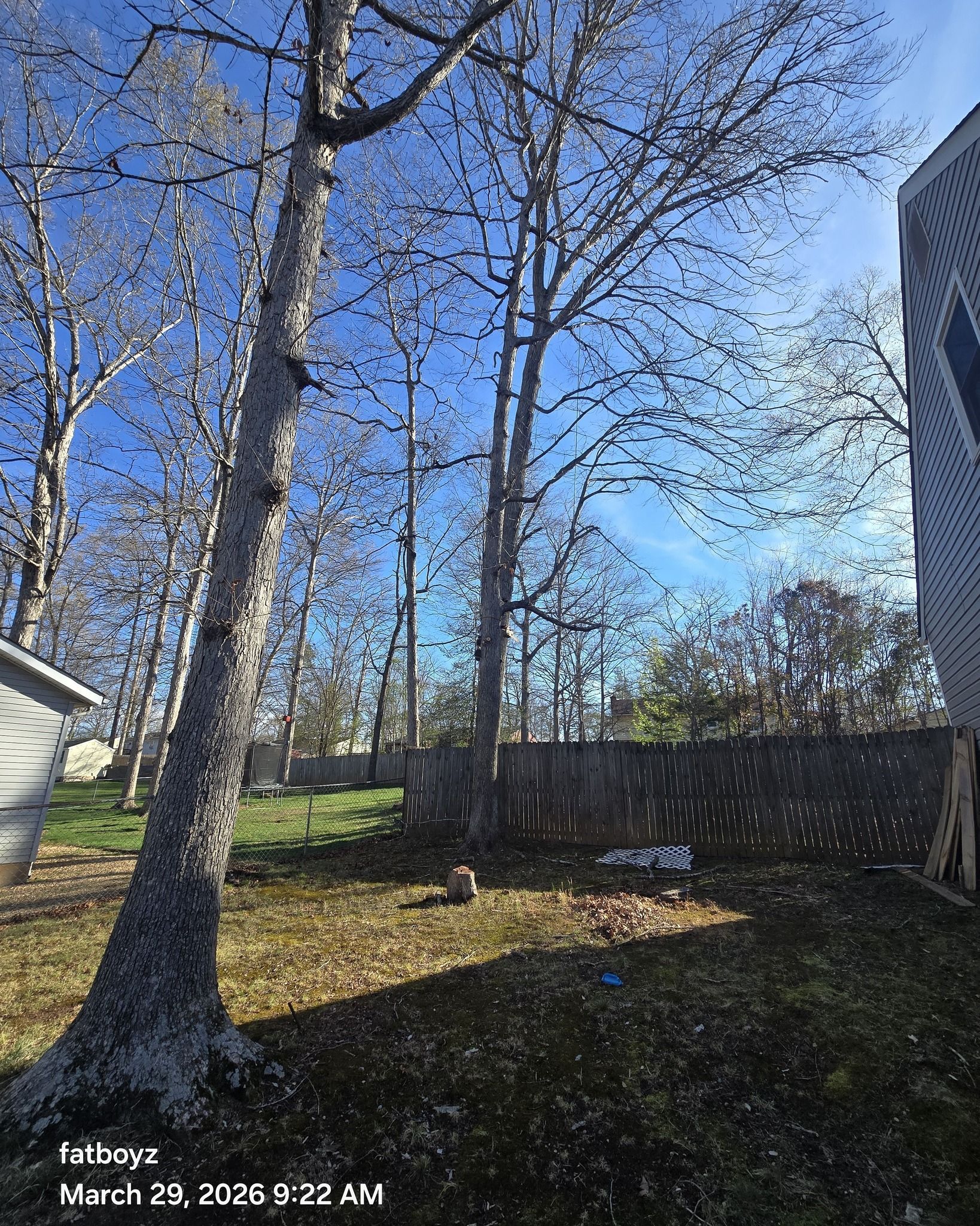 Sunlit backyard with tall leafless trees, a grassy slope, and a blue sky beside a house and fence.